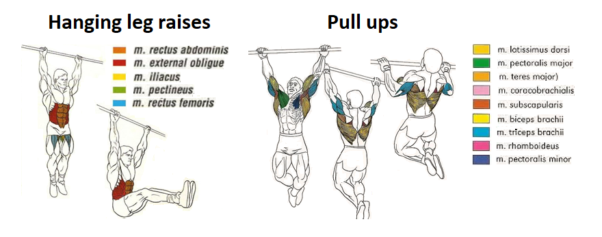 involvement of muscle groups